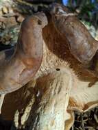 Image of Lactarius argillaceifolius Hesler & A. H. Sm. 1979