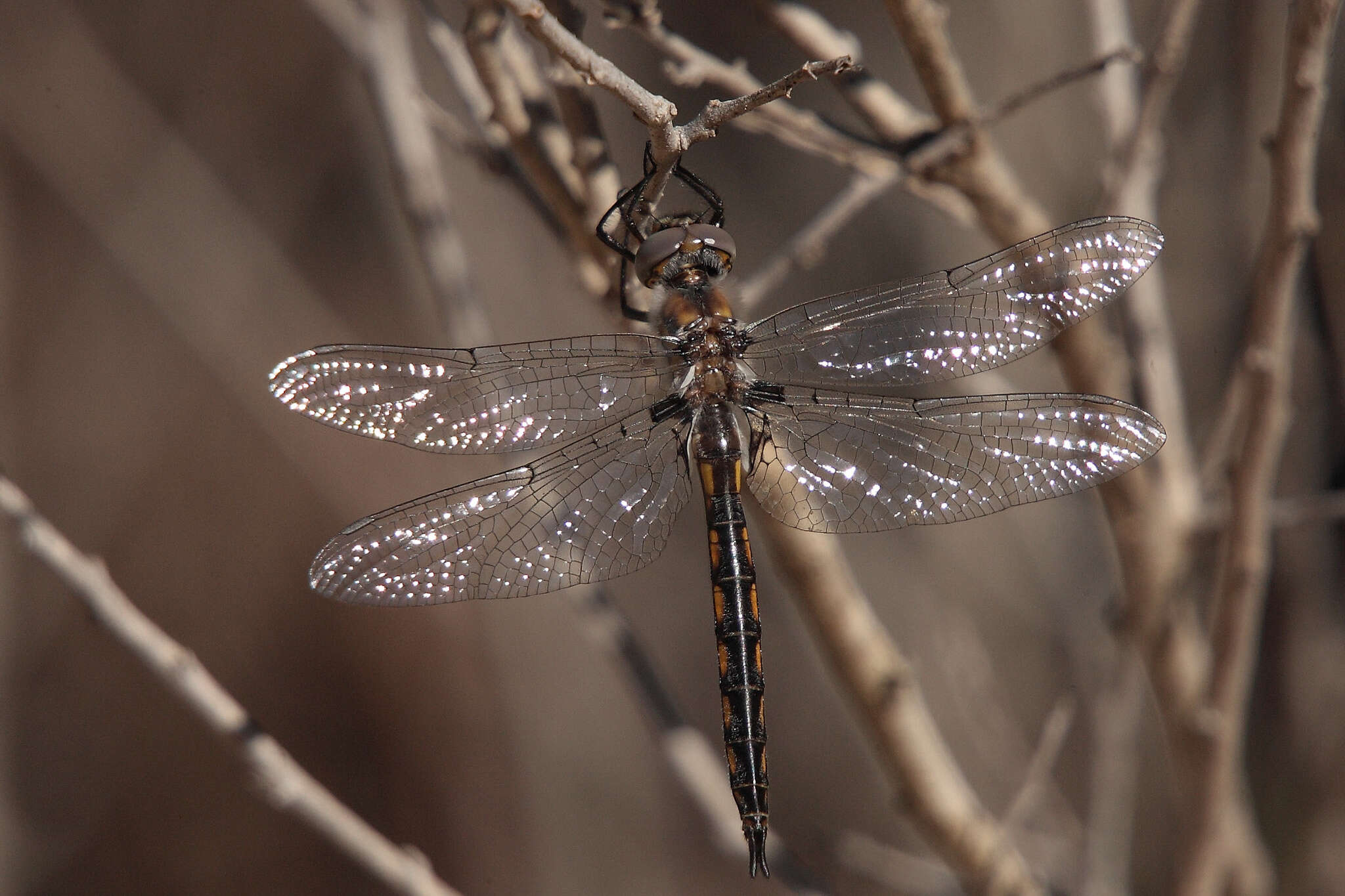 Image of Dot-winged Baskettail