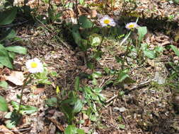 Plancia ëd Erigeron pulchellus Michx.