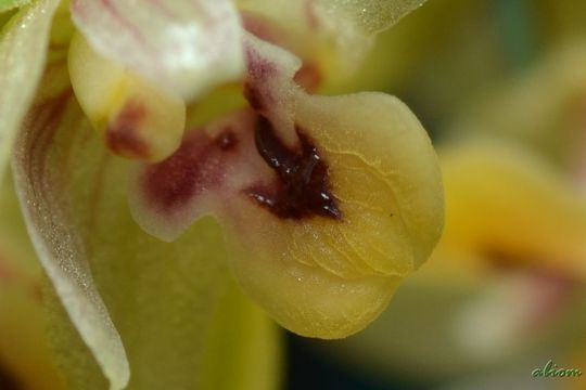 Image of <i>Eria lamonganensis</i> Rchb. fil.