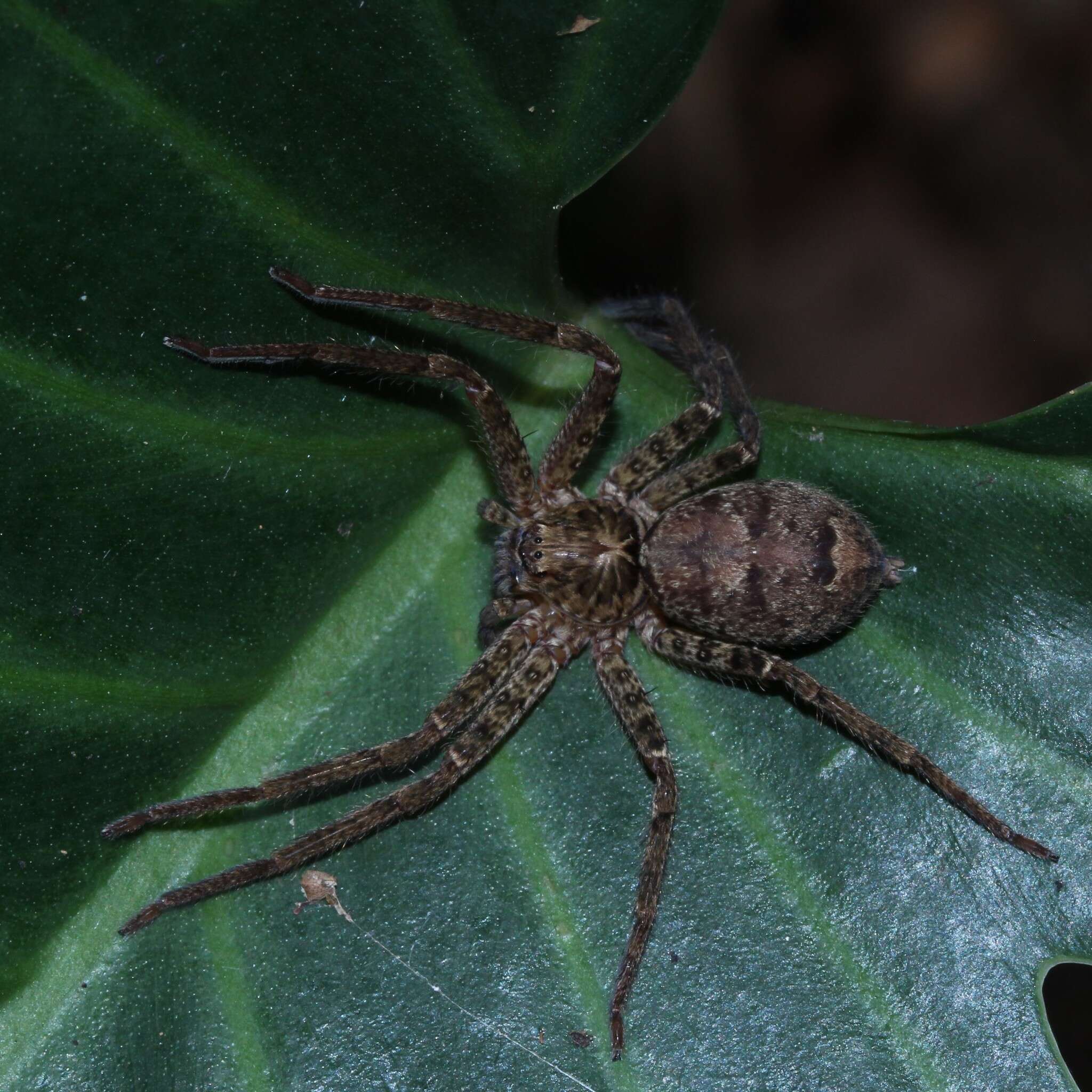 Image of Heteropoda jugulans (L. Koch 1876)