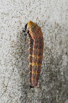 Image of <i>Papilio epycides</i>