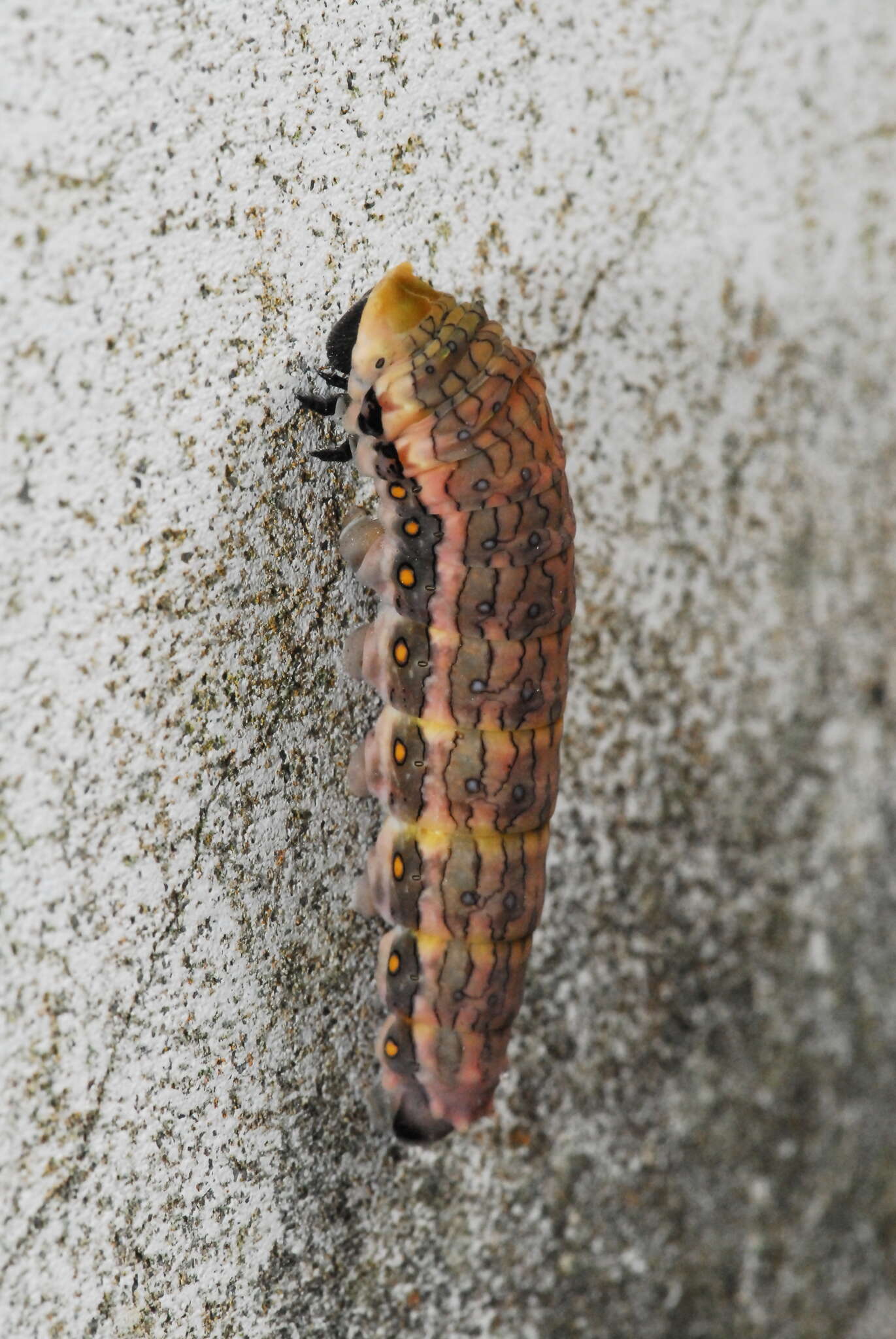 Image of <i>Papilio epycides melanoleucus</i>