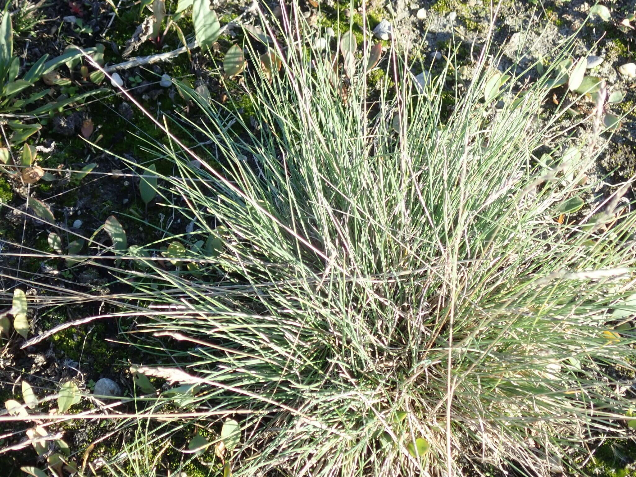 Image de Festuca pulchra Schur