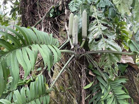 Image of Monstera tenuis K. Koch