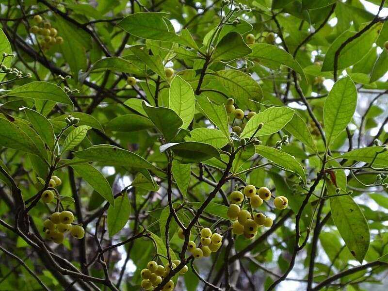 Image of Hairy Psychotria