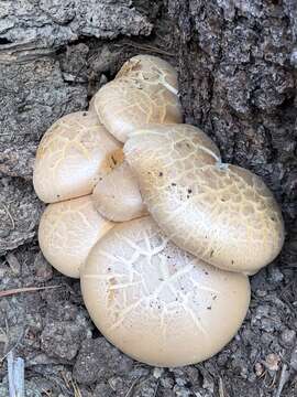 Image of Neolentinus ponderosus (O. K. Mill.) Redhead & Ginns 1985