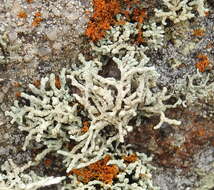 Image of Shrubby rim-lichen;   Rim lichen