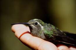 Image of Blue-throated Hummingbird