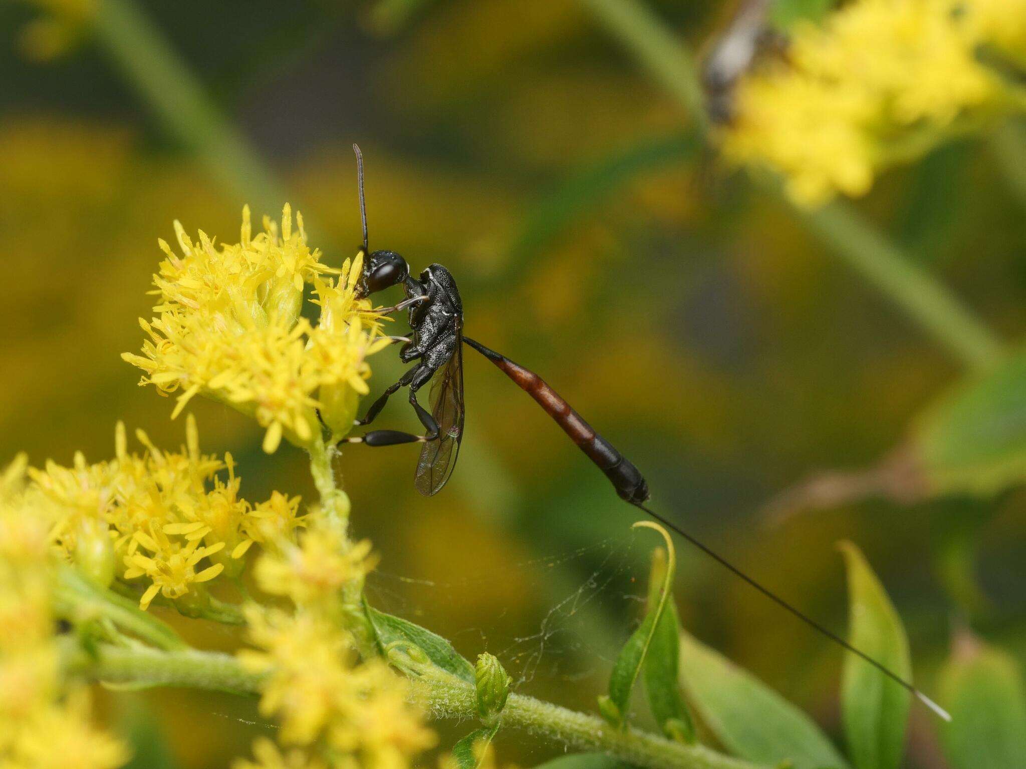 Imagem de Gasteruption jaculator (Linnaeus 1758)