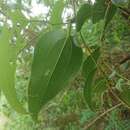 Smilax ocreata A. DC.的圖片