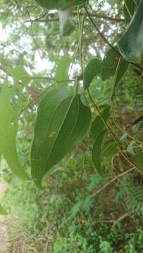 Smilax ocreata A. DC. resmi