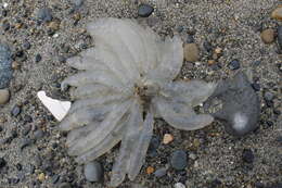 Image of Opalescent Inshore Squid