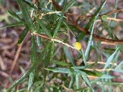 Image of Leucopogon australis R. Br.