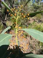 Image of Acacia bancroftiorum Maiden