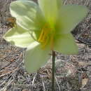 Image of Zephyranthes concolor (Lindl.) Benth. & Hook. fil.