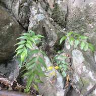 Image of Asplenium falcatum Lam.