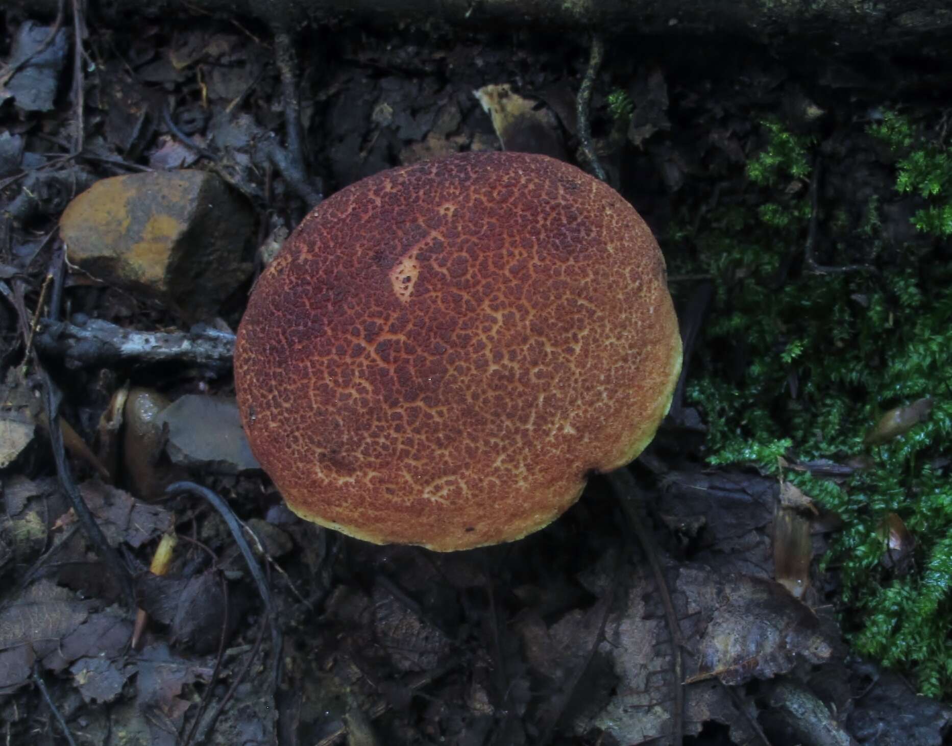 Image of Boletellus pseudochrysenteroides A. H. Sm. & Thiers 1971