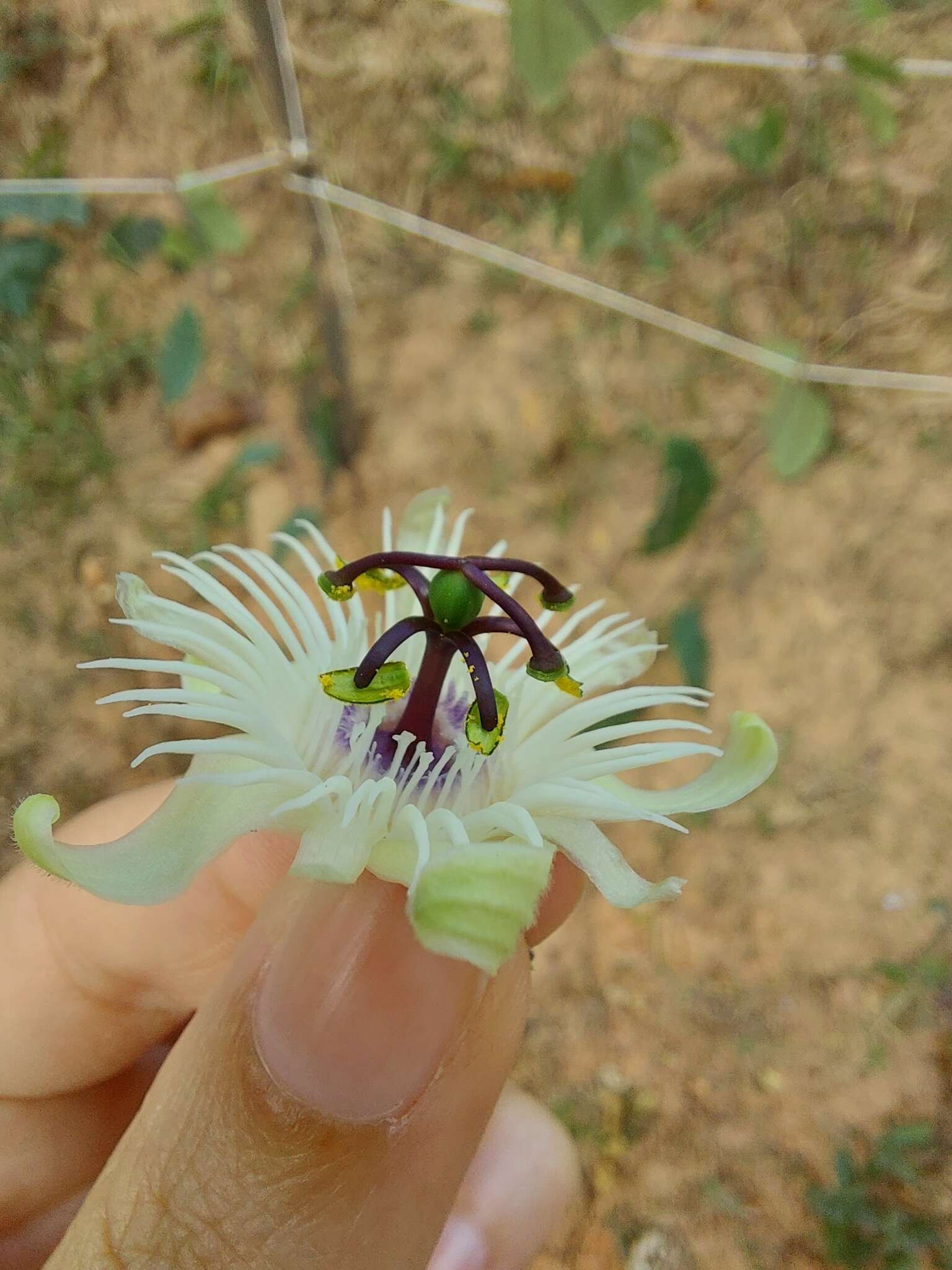 Image de Passiflora pohlii Mast.