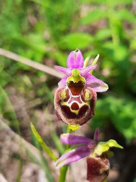 Image of Ophrys minuticauda Duffort