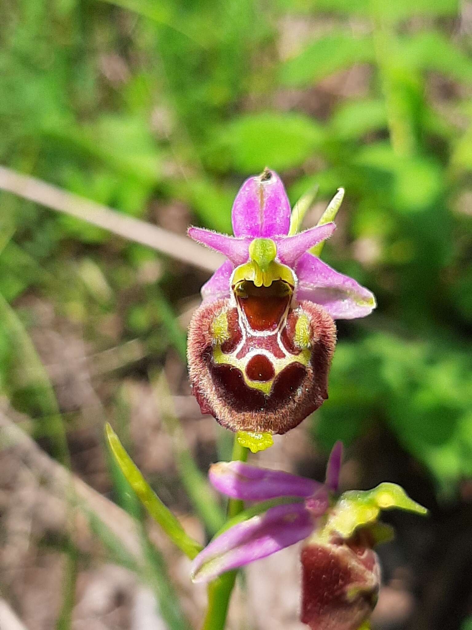 Image of Ophrys minuticauda Duffort