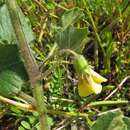 Physalis macrosperma resmi