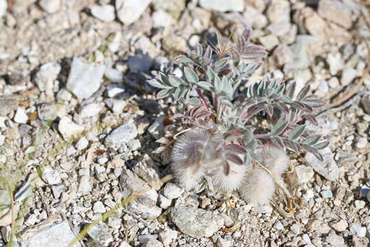 Image of Newberry's milkvetch