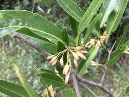 Image of Ruprechtia salicifolia (Cham. & Schltdl.) C. A. Mey.