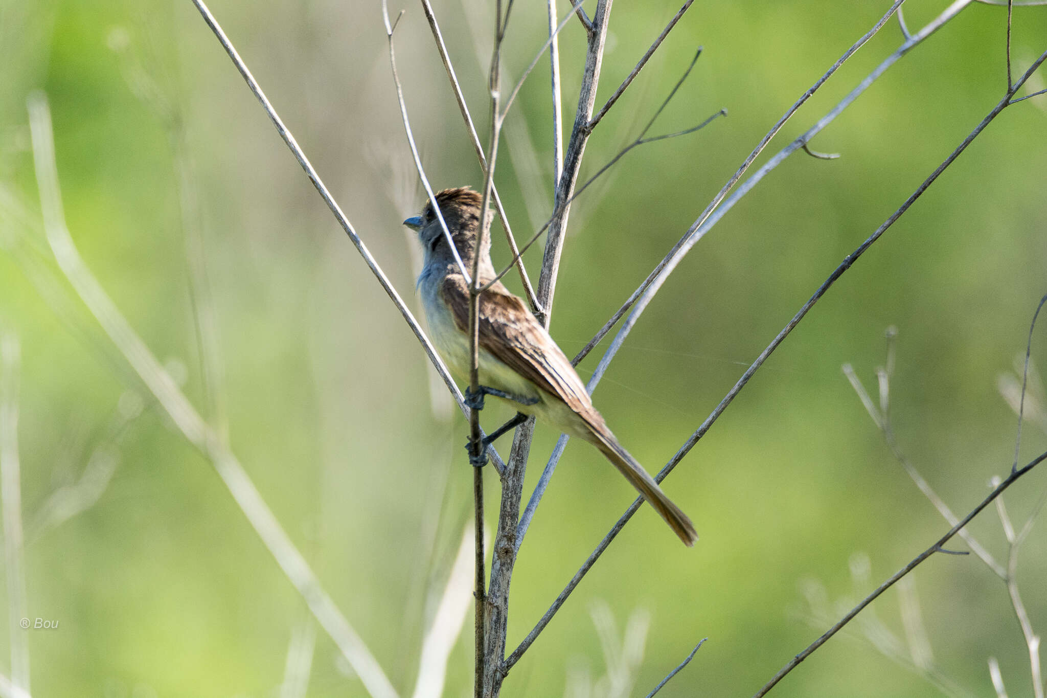 صورة Myiarchus tyrannulus (Müller & Pls 1776)