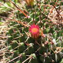 Image of Mammillaria polyedra Mart.