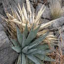 Image de Agave simplex