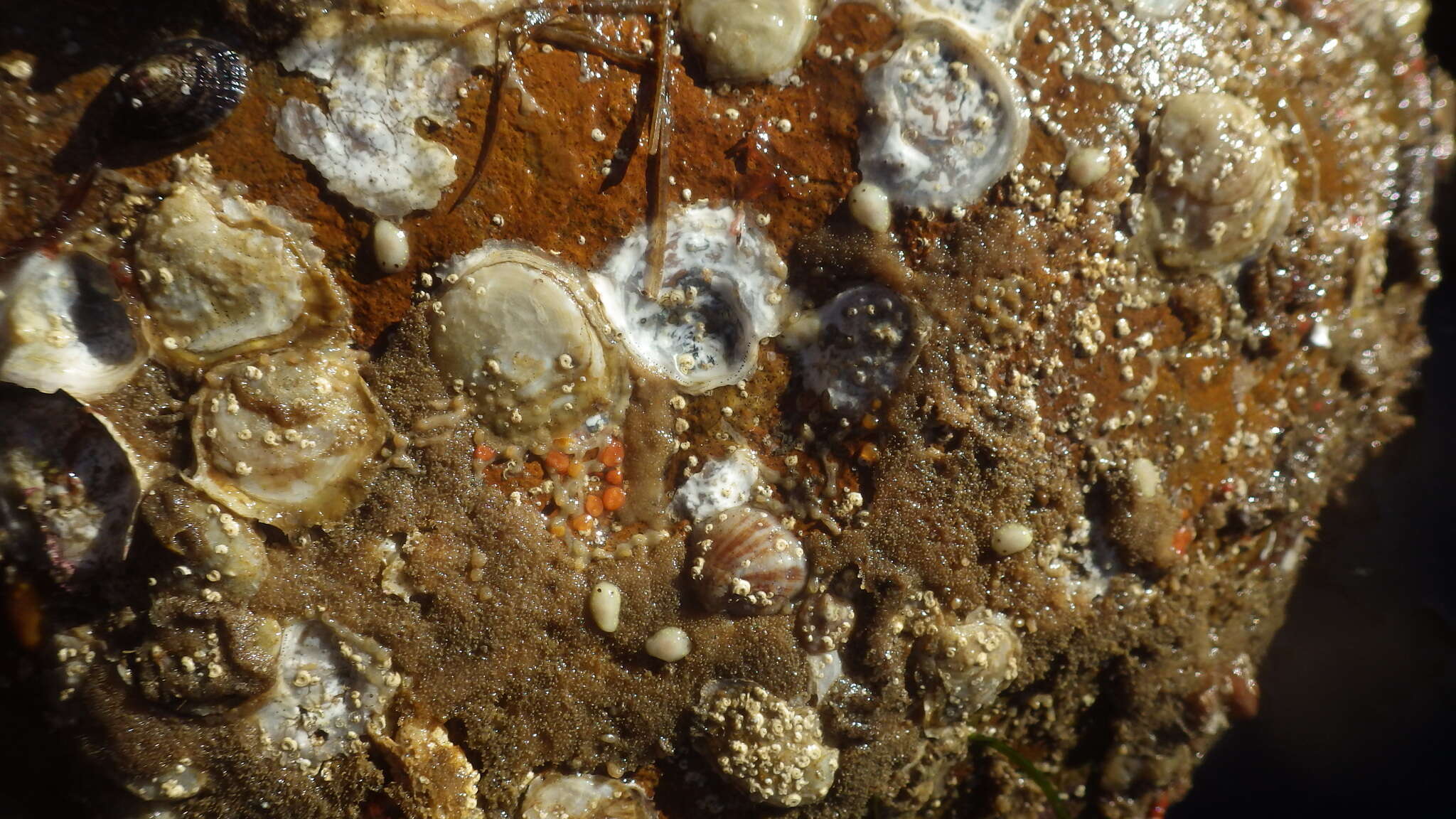 Image of Cadlina flavomaculata MacFarland 1905