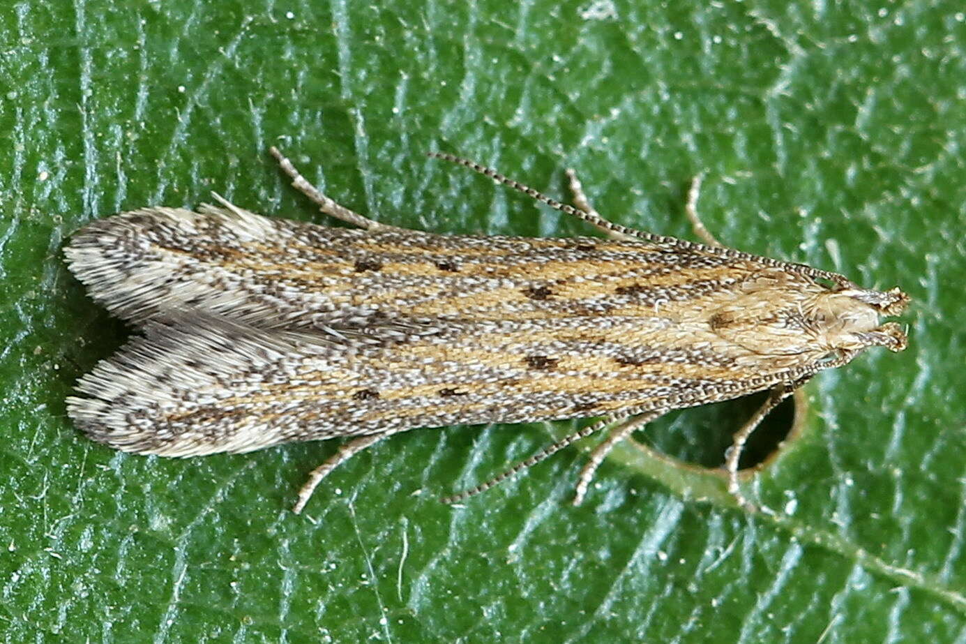 Image of Knapweed seedhead moth