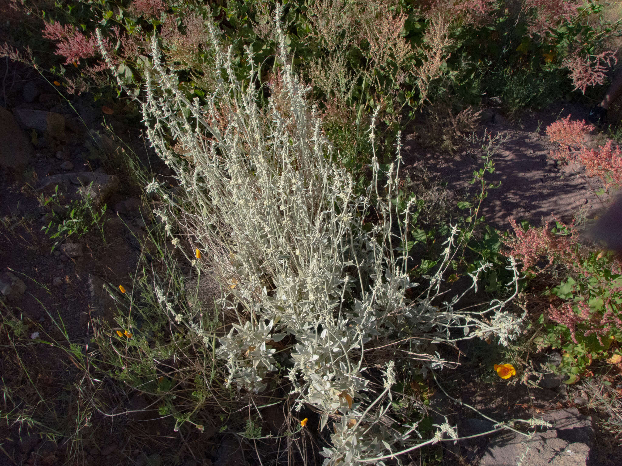 Sideritis oroteneriffae Négrin & P. Pérez resmi