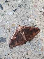 Image of Tissue Moth