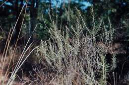 Image of Straw everlasting