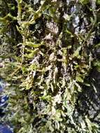Image of neckeropsis moss