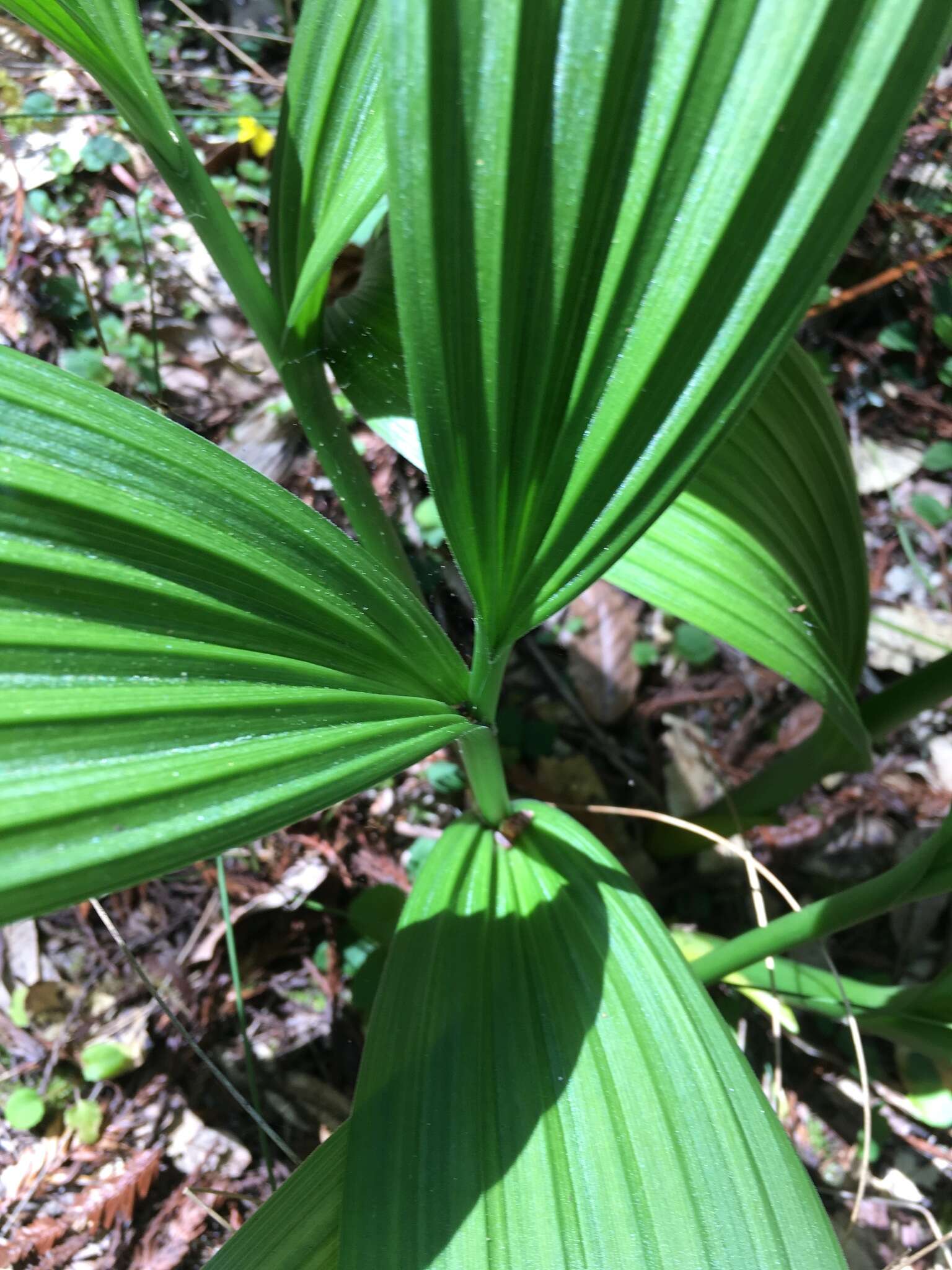 Image of Fringed False Hellebore