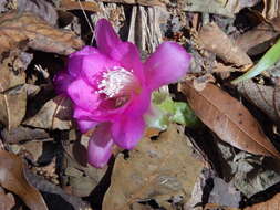 Disocactus macdougallii (Alexander) Barthlott的圖片