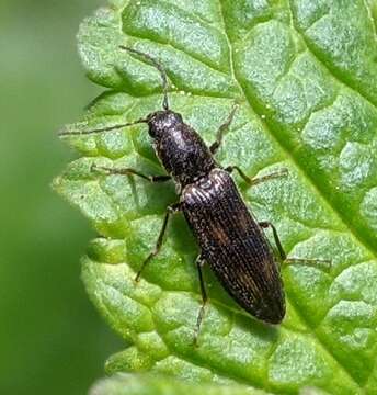 Image of <i>Liotrichus umbripennis</i>