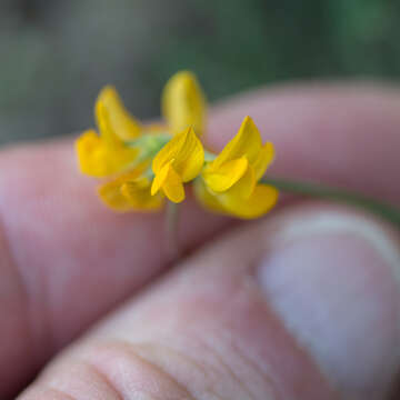 Image of Hippocrepis scorpioides Benth.