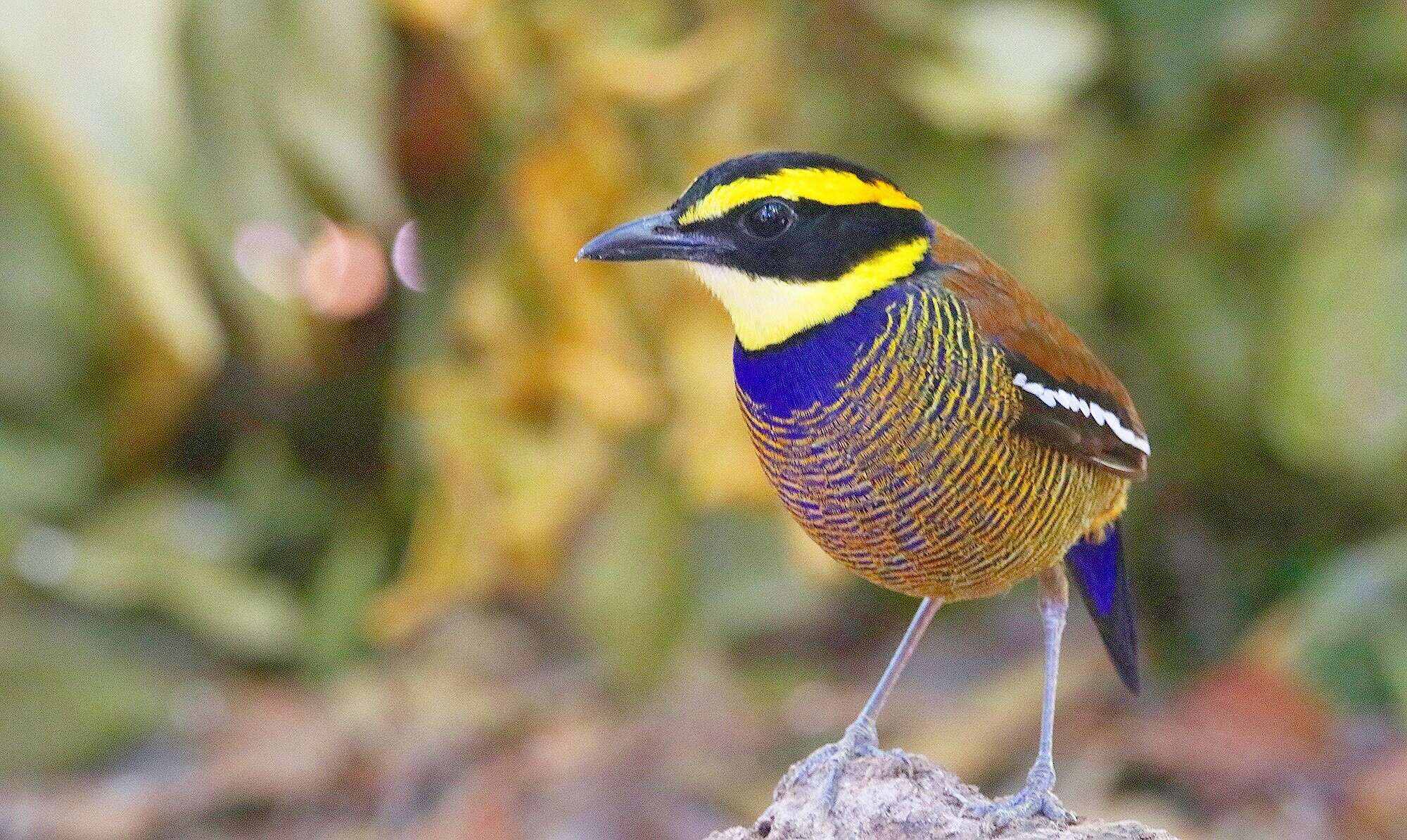 Image of Javan Banded Pitta