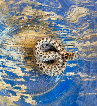 Image of Twin-spotted Rattlesnake