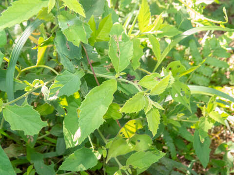 Image of black-sage