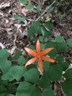 Image of Lilium tsingtauense Gilg