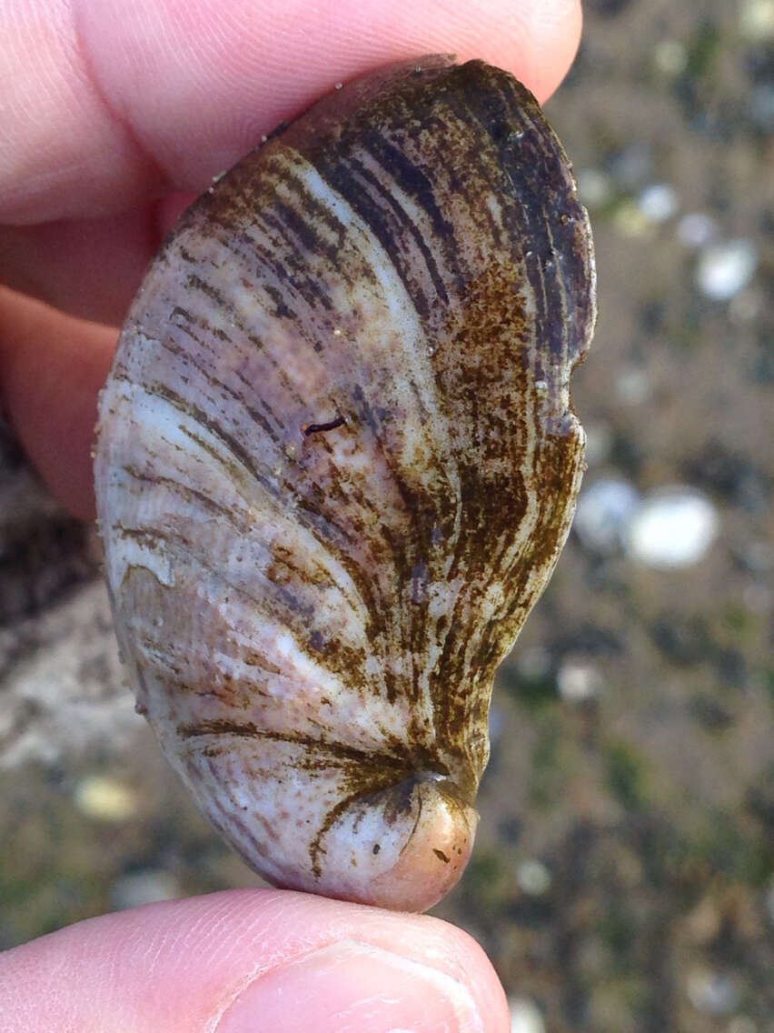 Image of Common slipper shell