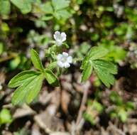 Image de Phacelia ranunculacea (Nutt.) Constance