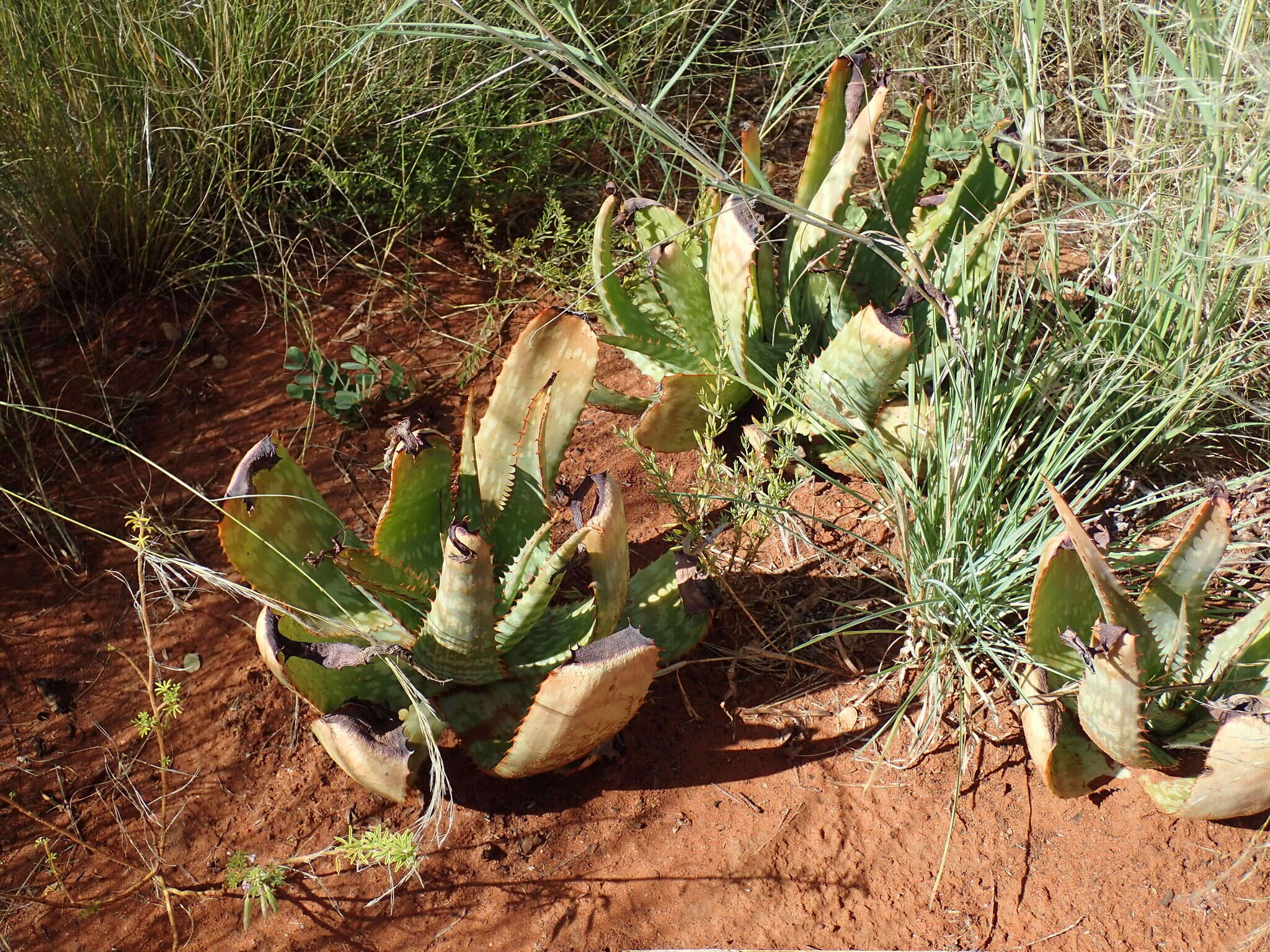 Aloe grandidentata Salm-Dyck resmi