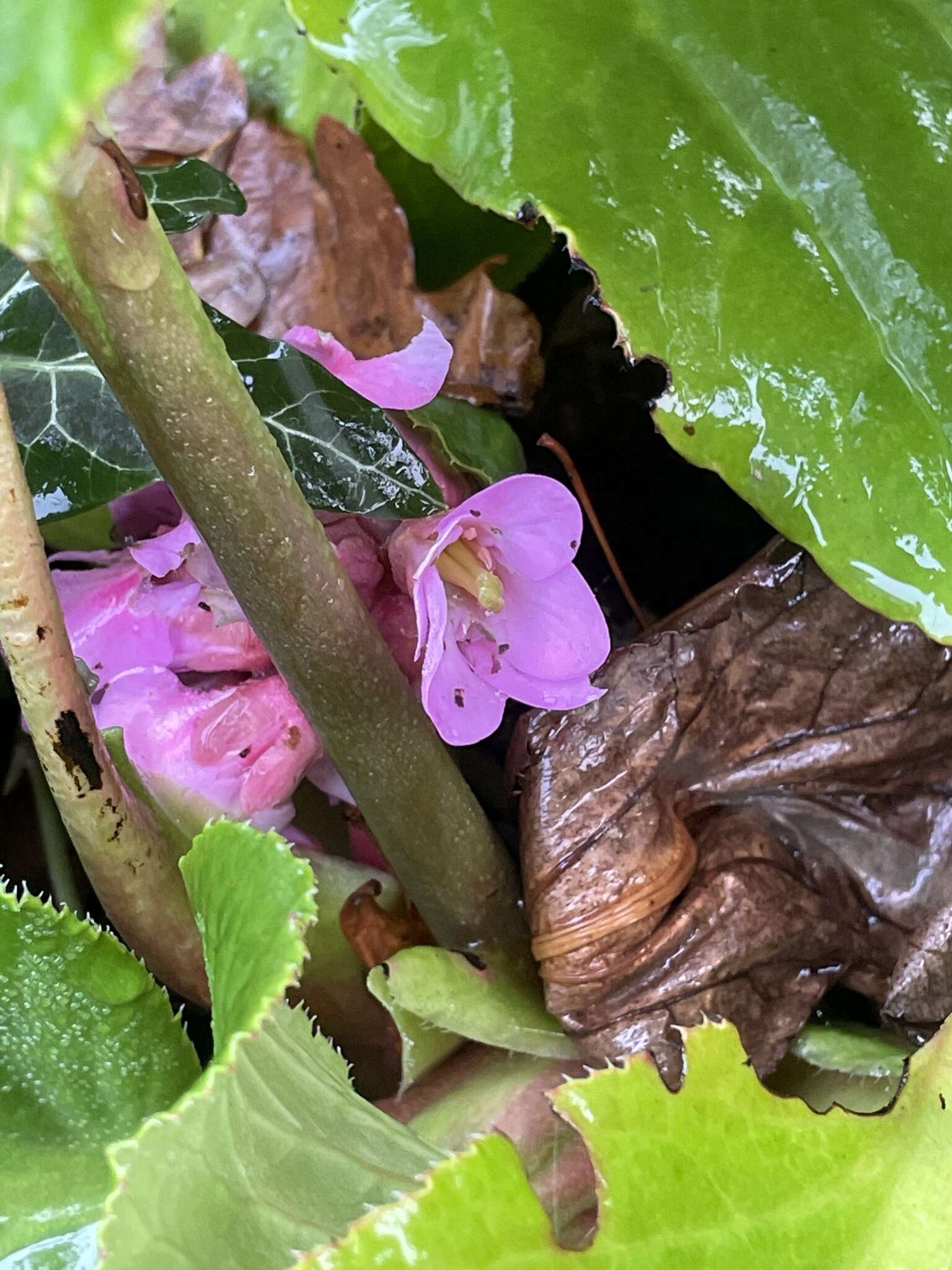 Image of Bergenia schmidtii (Regel) Silva Tar.