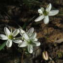 Image of Pharnaceum lanatum Bartl.